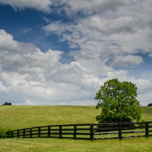 An image of agricultural fencing in Lake City, FL. 