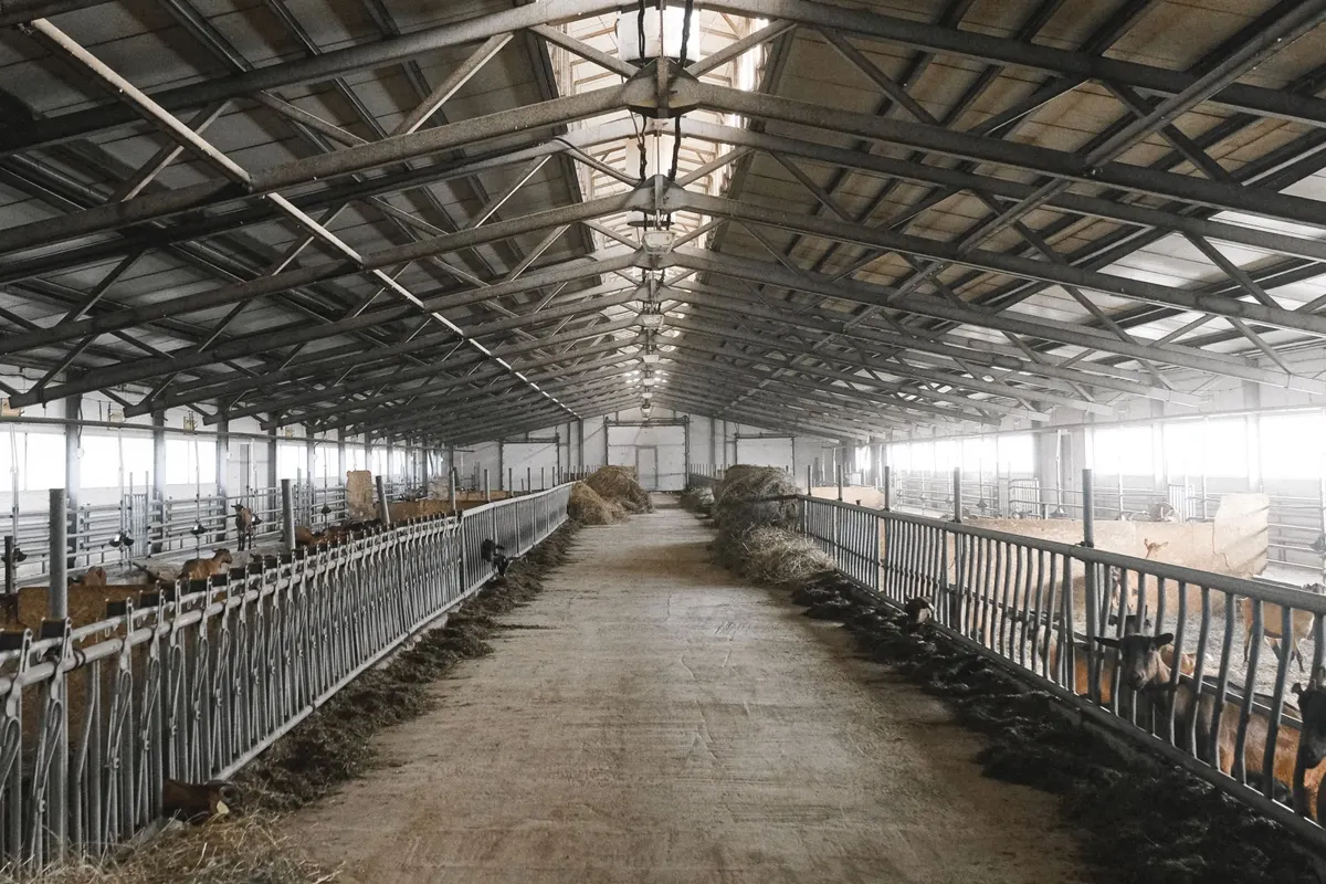 Open interior of a pole barn showing the wide-span metal roof trusses and livestock stalls